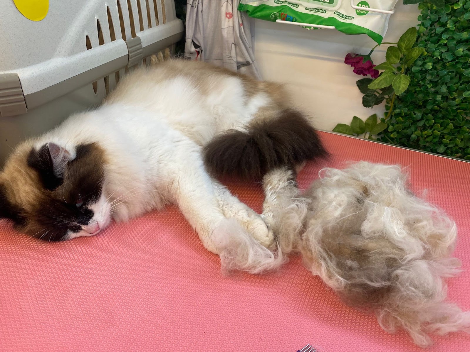 Paws N Pamper Boutique in Uxbridge London